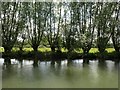 Willow by the Thames