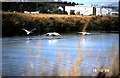 Swans flying over the River Urie