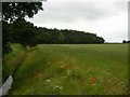 Goit near Naburn Wood