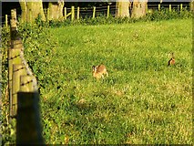 SU0840 : Hares in a field near Winterbourne Stoke by Brian Robert Marshall