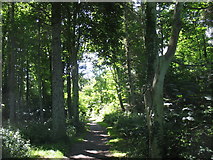 SH2781 : Woodland walk by Eric Jones