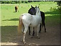 Mutual back-scratching, Woolley Green