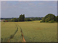 Wheat, White Waltham