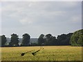 SU8477 : Barley, Shottesbrooke by Andrew Smith