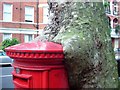 TQ2478 : The Lesser spotted post-box eating tree....... by Phillip Perry