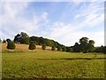 Grass and woodland, Whatcombe