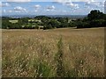 Path through the meadow