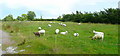 Sheep and lambs at Bagbury