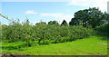 Cider apple orchard at Eastwood