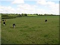 Tullyreagh Townland