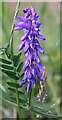 Tufted Vetch (Vicia cracca)