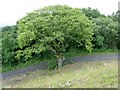 Solitary tree on spoil heap near former Betws Colliery