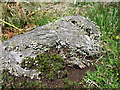 Lichen on gorse stump