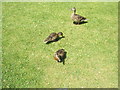 Mother and children at RHS Wisley