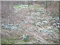 Snowdrops in Winterburn