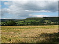 Ripening Barley Kirby Knowle