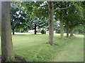 Tree lined avenue, Winwick