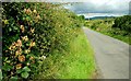 The Ballymagreehan Road near Castlewellan