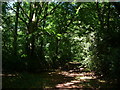 Footpath, Langhurst Common