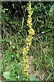 Mullein (Verbascum thapsus)