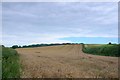 Wheat field near Admiston Farm