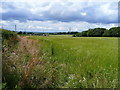 Grass ready for cutting