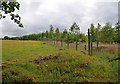 Deer fence at the edge of the wood