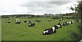 A fine Holstein-Friesian milking herd at Pwllgynau-isaf