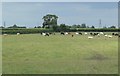 Cattle on the Burton Wolds