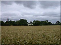 TL3457 : View of Woodview across a wheat field by Keith Edkins