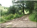 A forest track in Clova