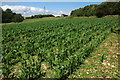 Maize crop, Oxpens Farm