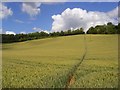 Footpath through wheat, Radnage