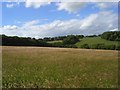 Meadow, Chinnor Hill