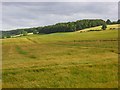 Barley, Radnage