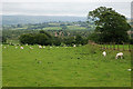 Field east of Pantyddafad farm