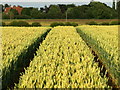 Wheat Field on the Hedon to Preston Footpath