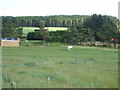 Paddock at East Mains of Cairncoullie