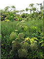 Hogweed jungle