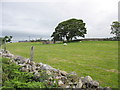 Sheep at Tan-y-bryn Farm