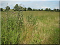 Fields at Eldersfield