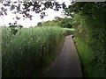 Board Walk and Reed Beds - Eling