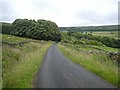 Woods near Ayle