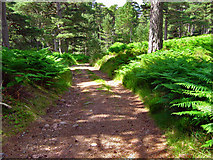 NO4792 : Track by the Water of Allachy, Glen Tanar by Alan Findlay