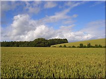 SU4281 : Fields of wheat, Brightwalton by Andrew Smith