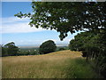 Meadow above Hafod-Boeth