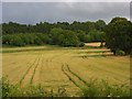 Barley, Chaddleworth