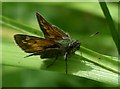 SK5243 : Large Skipper butterfly (Ochlodes venata) by Lynne Kirton