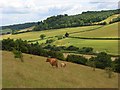 Hillside below Bledlow Ridge