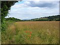 Farmland, Saunderton